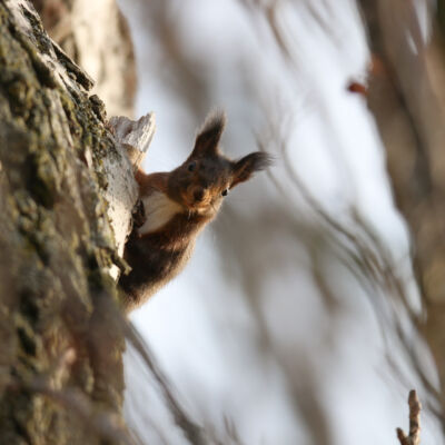 Renard roux © Guillaume Pasche
