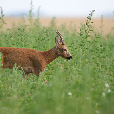 Chevreuil © Guillaume Pasche