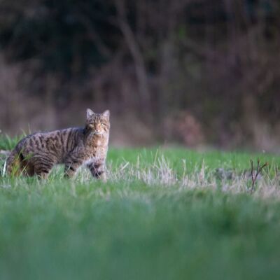 Chat sauvage © Guillaume Pasche