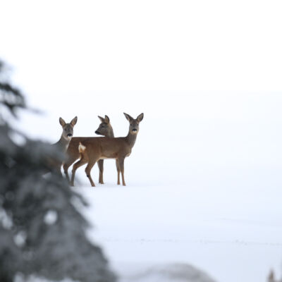 Chevreuils © Guillaume Pasche