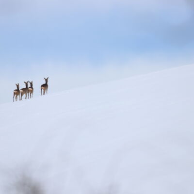 Chevreuils © Guillaume Pasche