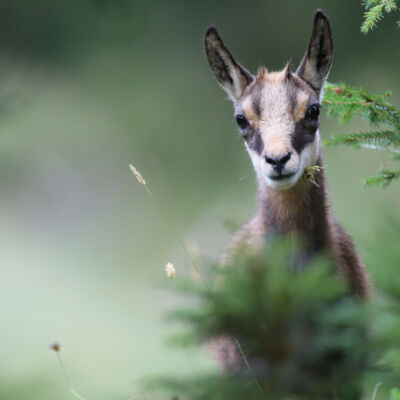 Chamois © Guillaume Pasche