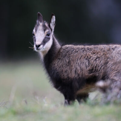 Chamois © Guillaume Pasche