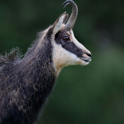 Chamois © Guillaume Pasche