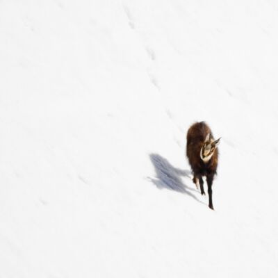 Chamois © Guillaume Pasche