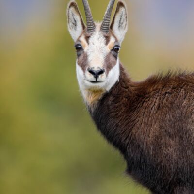 Chamois © Guillaume Pasche