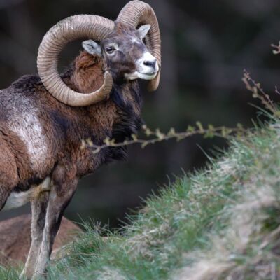 Mouflon © Guillaume Pasche