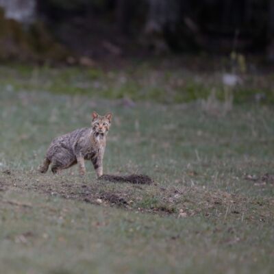 Chat sauvage © Guillaume Pasche