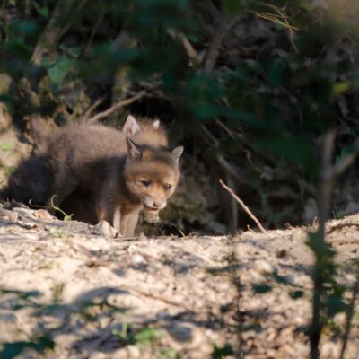 Renardeaux © Guillaume Pasche