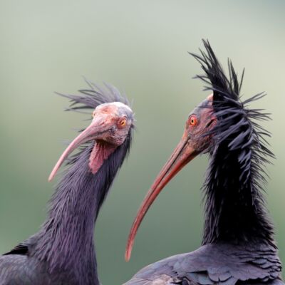 Ibis chauve © Guillaume Pasche