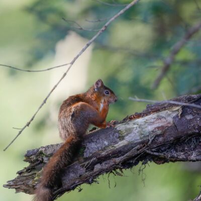 Ecureuil roux © Guillaume Pasche