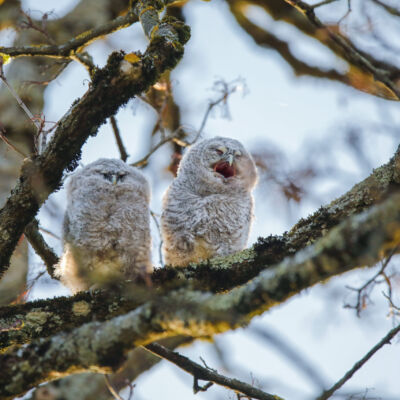 Chouette Hulotte © Guillaume Pasche