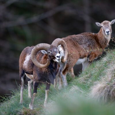 Mouflon © Guillaume Pasche