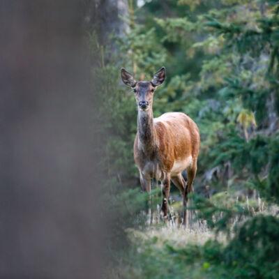Biche © Guillaume Pasche