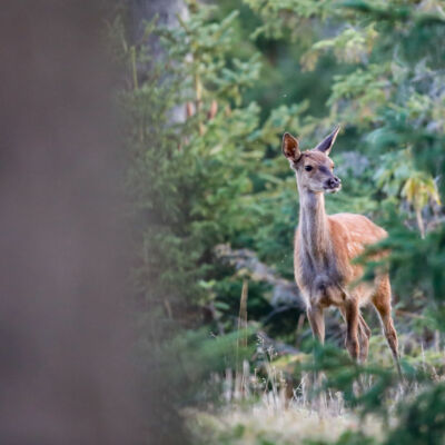 Faon de cerf élaphe © Guillaume Pasche