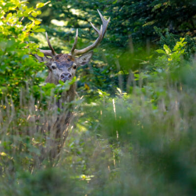 Cerf élaphe © Guillaume Pasche