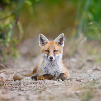 Renard roux © Guillaume Pasche