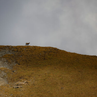 Chamois © Guillaume Pasche