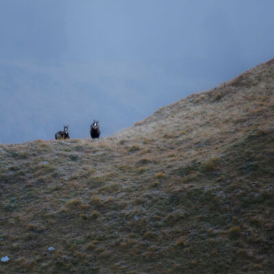 Chamois © Guillaume Pasche