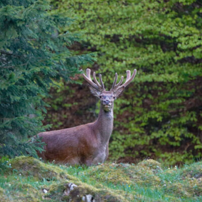 Cerf élaphe - Vaud - Suisse 2021