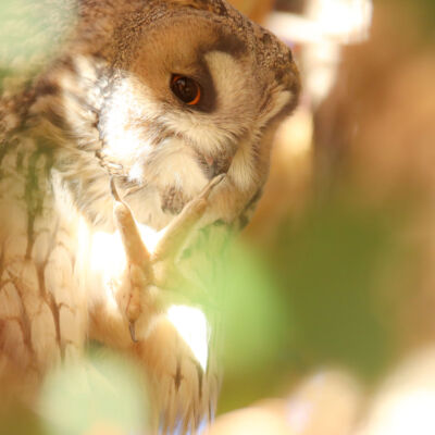 Hibou moyen-duc © Guillaume Pasche