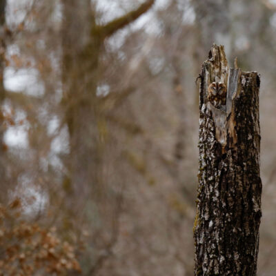 Chouette Hulotte © Guillaume Pasche