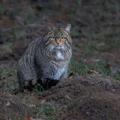 Chat sauvage © Guillaume Pasche