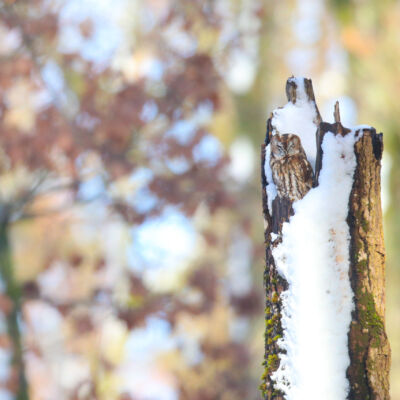 Chouette Hulotte © Guillaume Pasche