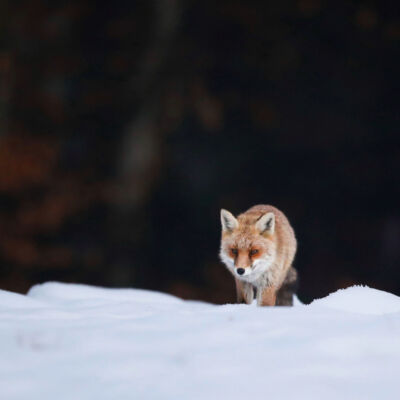 Renard roux © Guillaume Pasche