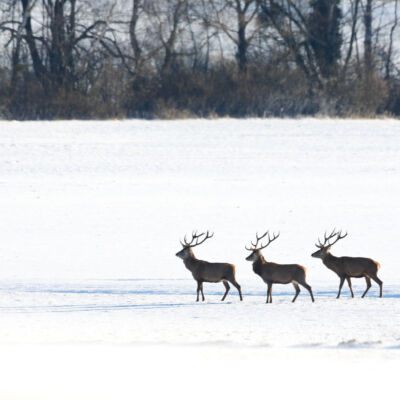 Cerfs élaphes © Guillaume Pasche