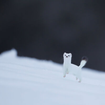 Hermine © Guillaume Pasche