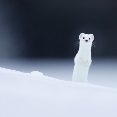 Hermine © Guillaume Pasche