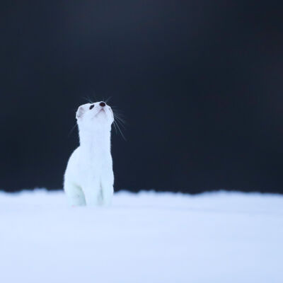 Hermine © Guillaume Pasche