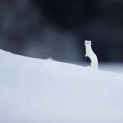 Hermine © Guillaume Pasche