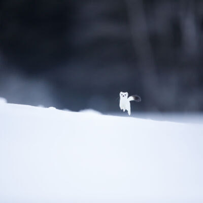 Hermine © Guillaume Pasche