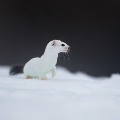 Hermine © Guillaume Pasche