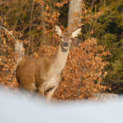 Biche ©Guillaume Pasche