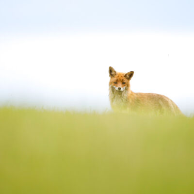 Renard roux © Guillaume Pasche