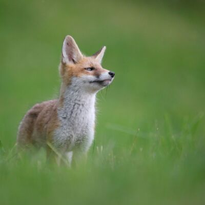 Renardeaux © Guillaume Pasche
