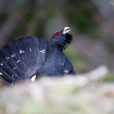 Grand tétras © Guillaume Pasche