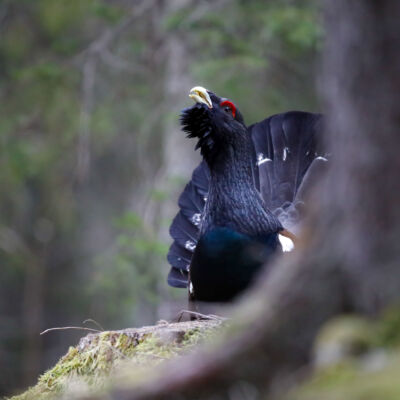 Grand tétras © Guillaume Pasche