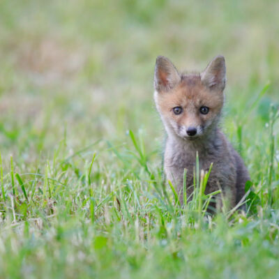 Renardeaux © Guillaume Pasche