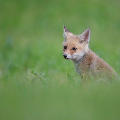 Renardeaux © Guillaume Pasche