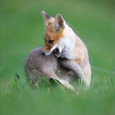 Renardeaux © Guillaume Pasche