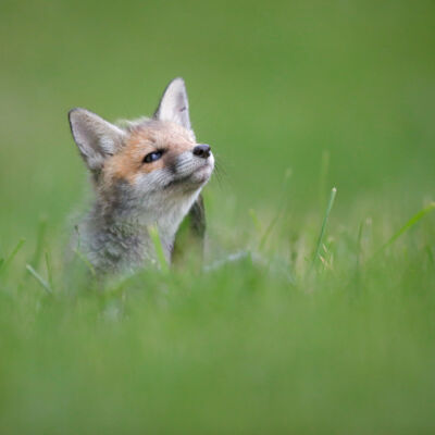 Renardeaux © Guillaume Pasche