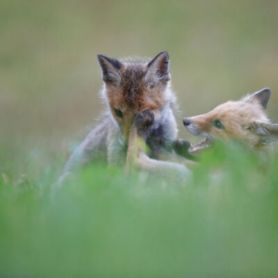 Renardeaux © Guillaume Pasche