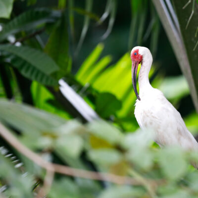 Ibis blanche © Guillaume Pasche