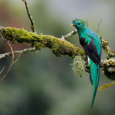 Quetzal resplendissant © Guillaume Pasche