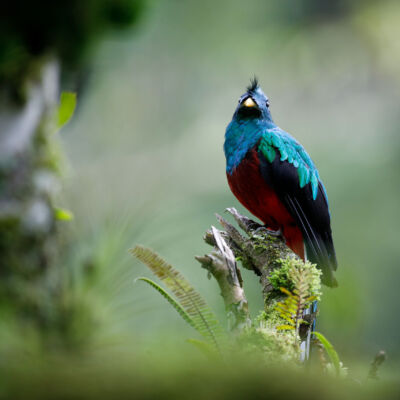 Quetzal resplendissant © Guillaume Pasche