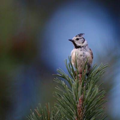 Mésange huppée © Guillaume Pasche
